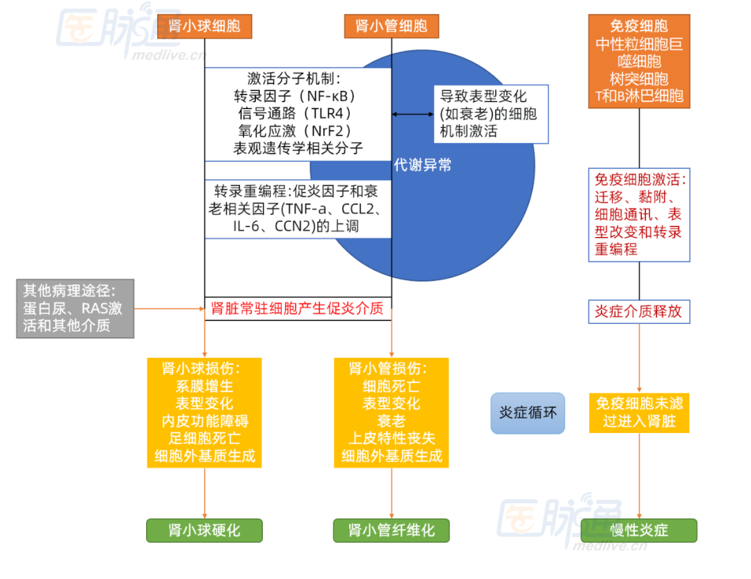 2030年DKD治疗有何变化？抗炎治疗或成为重中之重