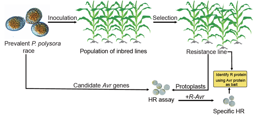 Trends in Plant Science:提出高通量筛选多堆柄锈菌无毒基因和玉米抗南方锈病基因的研究策略