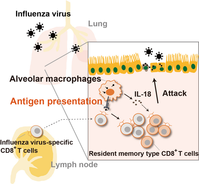 肺泡巨噬细胞帮助CD8+ T细胞防止病毒感染