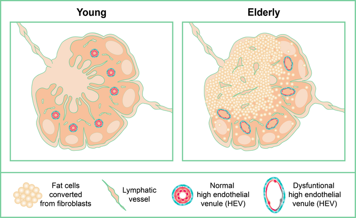 为什么衰老使人的免疫器官被脂肪充满了？