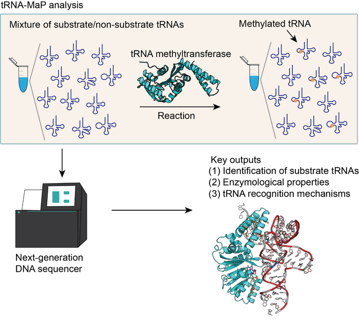 tRNA-MaP：新一代DNA测序对RNA相关酶进行功能分析