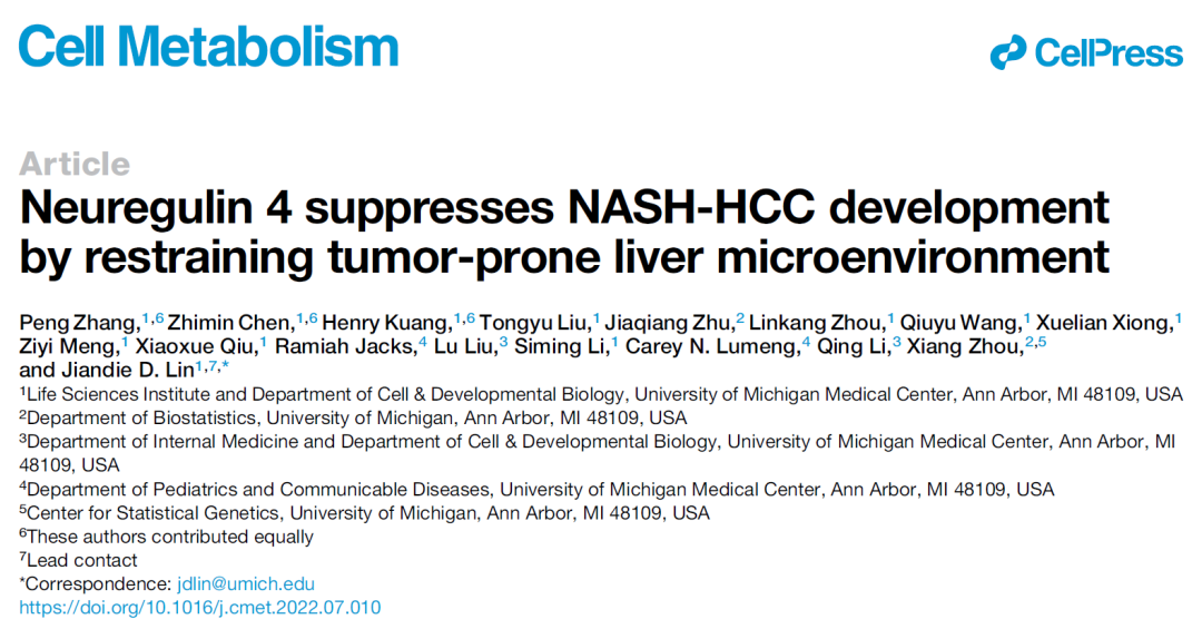 Cell Metabolism：林建谍团队发现脂肪细胞可产生一种抑制肝癌的激素