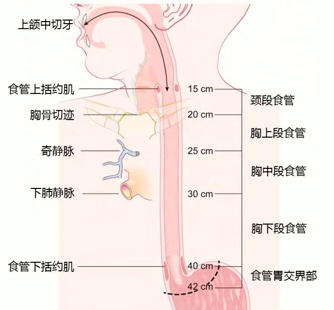 食管癌 TNM 分期，你真的掌握了吗？