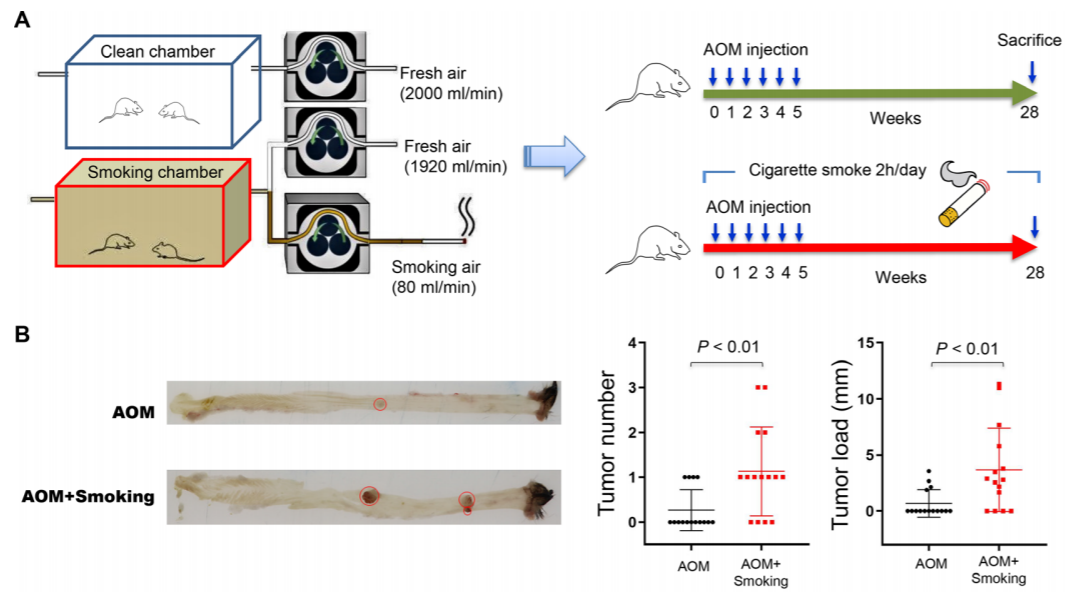 Gut：不要吸烟！香港中文大学于君团队发现香烟烟雾可以促进结直肠癌