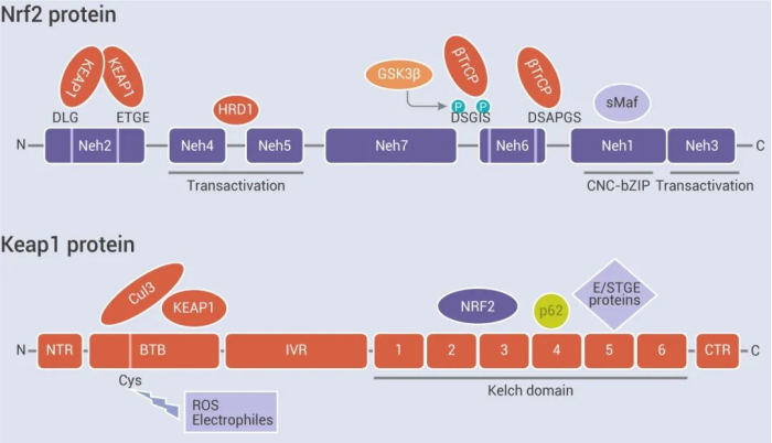 FDA授予Sapanisertib治疗nrf2突变鳞状NSCLC快速通道