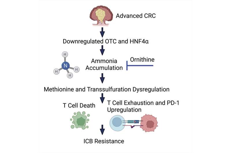 Tumor ammonia levels inhibit T cell growth, impact immunotherapy