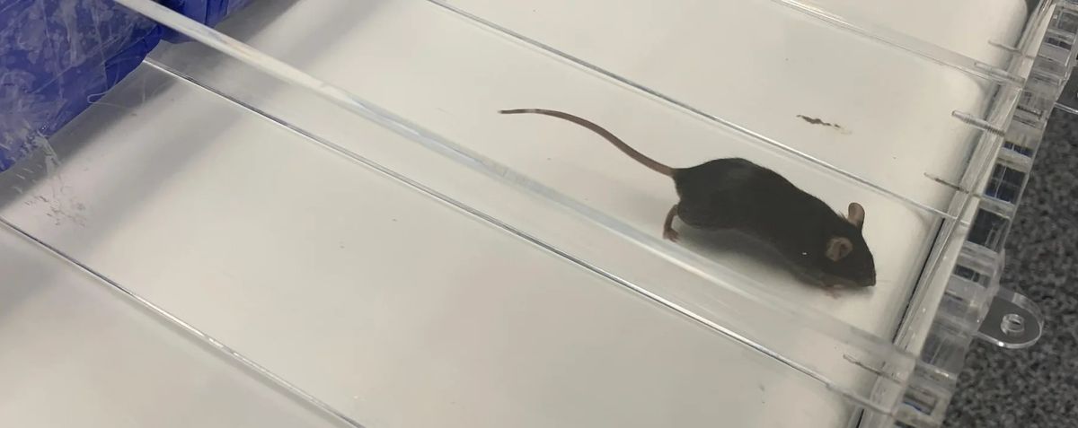 A mouse on a narrow, miniature treadmill