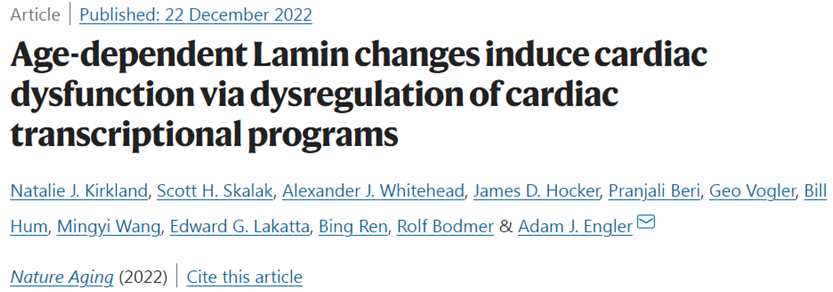 Nat Aging：增加核纤层蛋白C的水平有望延缓心脏衰老
