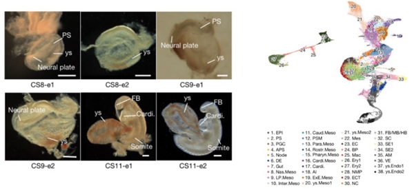 Nature:绘制灵长类胚胎原肠运动至早期器官发育转录组图谱
