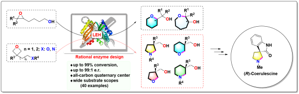 环氧水解酶计算设计合成手性杂环化合物方面取得进展