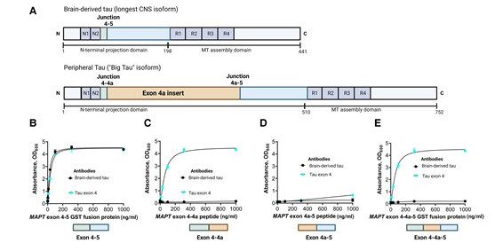 Brain：新型生物标志物或能帮助检测血液中的阿尔兹海默病神经退行性病变