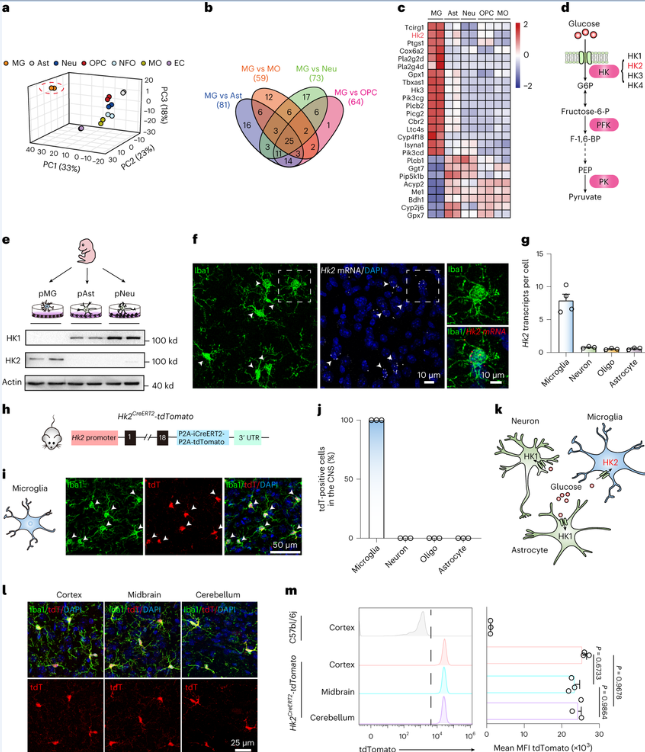 Nat Metabol：科学家揭示己糖激酶2在调节大脑小胶质细胞活性上所扮演的关键角色