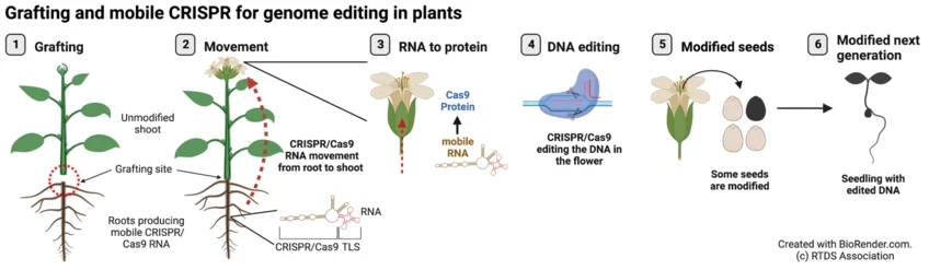 Nature子刊：植物育种的突破！将嫁接与CRISPR工具相结合