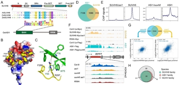 PNAS:研究揭示植物SUVH6酶催化位点特异H3K9甲基化的分子基础