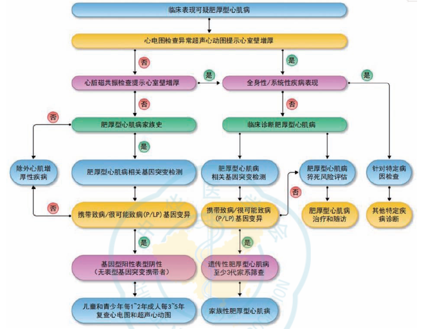 时隔5年，中国肥厚型心肌病管理指南再更新