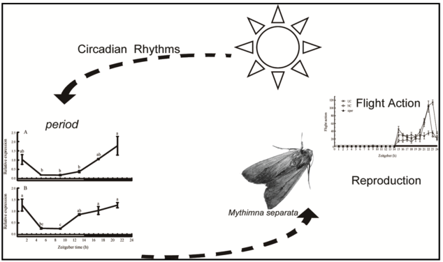 研究揭示生物钟基因在东方粘虫飞行与生殖行为中的重要作用