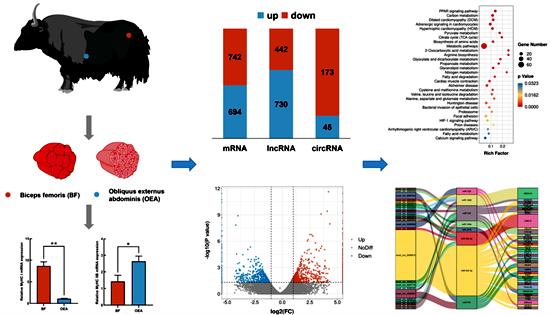 研究发现调控牦牛骨骼肌能量代谢的分子机制