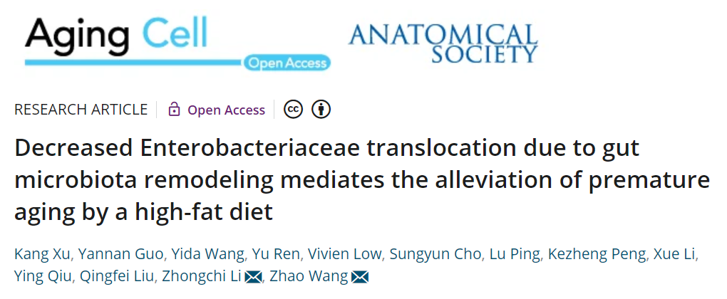清华大学王钊团队揭示，高脂饮食通过改善肠道菌群挽救SIRT6敲除小鼠的早衰相关表型