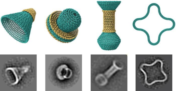 Science Advances：利用开源性软件完成DNA设计