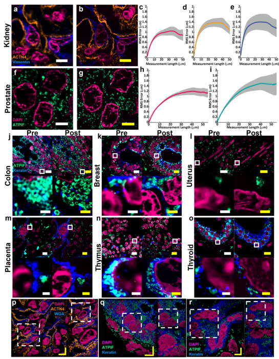 Figure 2: Validation of MAGNIFY in multiple tissue types.