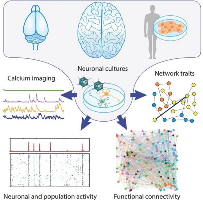 细胞编程，再现人类细胞独特特征的神经网络